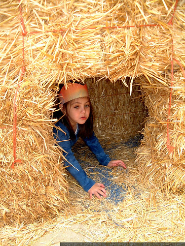 olivia hiding in a hay bale tunnel   dscf6656