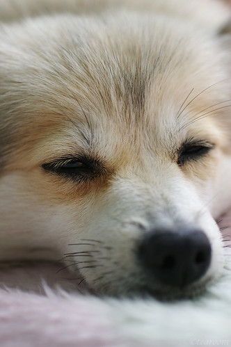Sleeping dog 2