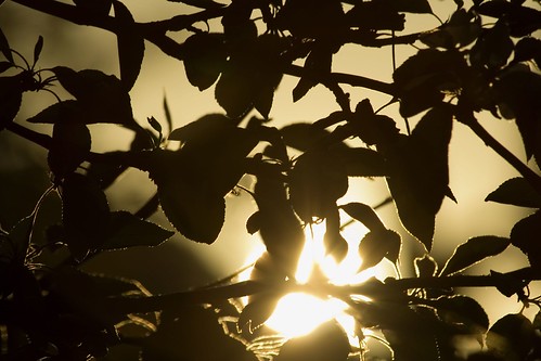 sunset tree beautiful leaves silhouette night wow dusk gloaming ©tylerknottgregson