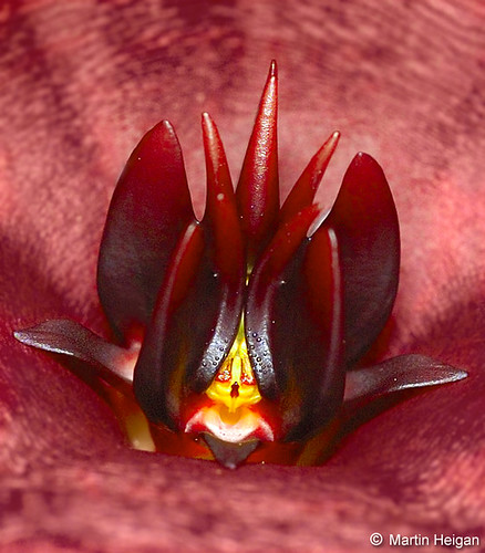 flower macro nature lens southafrica succulent nikon close martin d70 micro af 60mm dslr f28 stapelia micronikkor 60mmf28micro f28d stapeliad nikonstunninggallery schinzii heigan mhsetstapeliads mhsetflowers mheigangallery