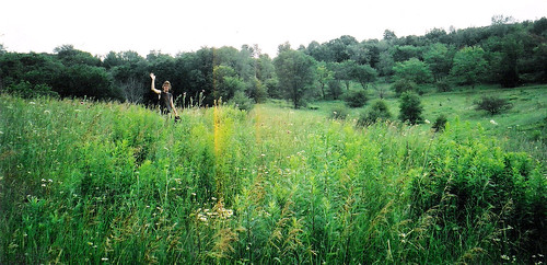 trees field rural forest midwest wave scan pasture greet