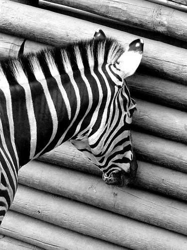 Contrasting Zebra in How To Use Bold Paint Colors