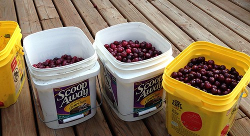 3/4 of our cherry harvest.