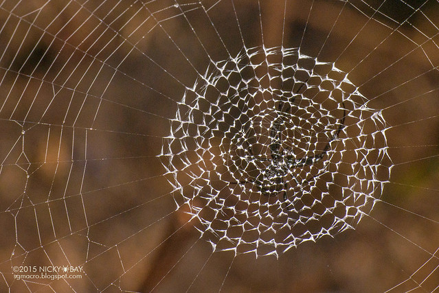Unknown spider web - DSC_4145b