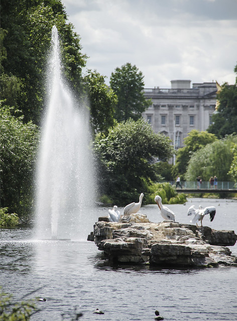 St James's Park - The Ambassador's pelicans