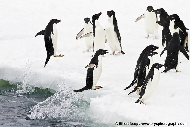 Adélie Penguins Returning To Land By Elliott Neep