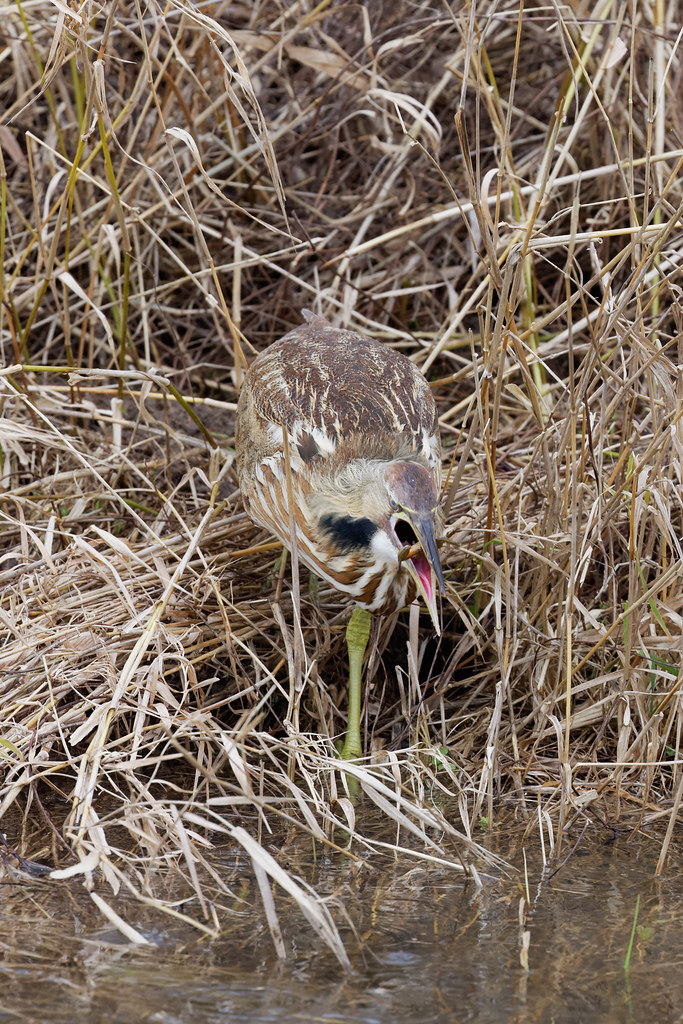 An American bittern swallows a Pacific treefrog