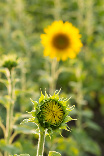 summer md sunny sunflower moldova 2015 hîncești boghiceni