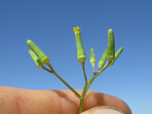 asteraceae senecio quadridentatus taxonomy:binomial=senecioquadridentatus cotton fireweed
