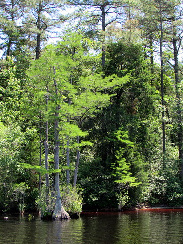 statepark park trees lake tree nature water nc pond natural scenic northcarolina greenery elizabethtown bodyofwater bladencounty joneslakestatepark