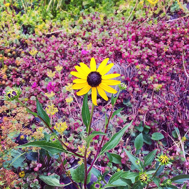 A lone Black-Eyed Susan popped up in the front yard 💛