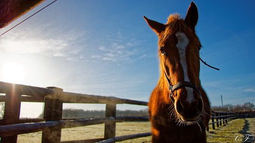 horse studfarm outdoor sky frost morning sidelight