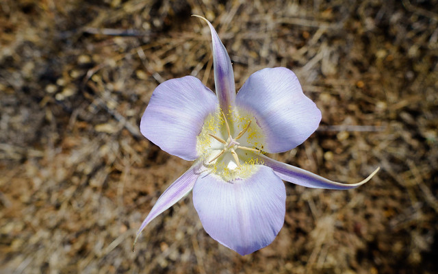 Mariposa lily