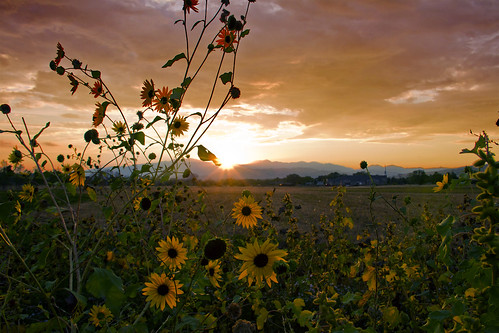 sunset sky clouds sunflowers