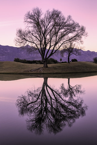 reflection tree willow sunrise