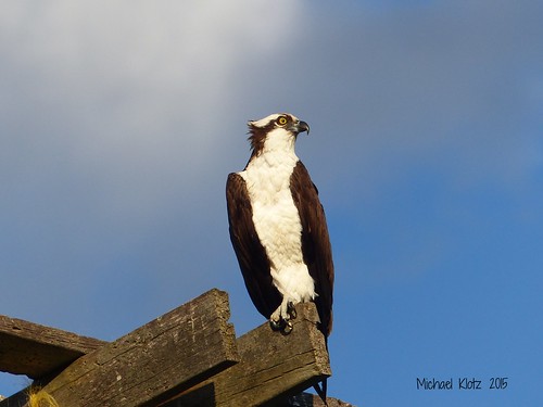 wood lake bird michael bc britishcolumbia birding birdwatching osprey 2x4 osoyoos pandionhaliaetus klotz michaelklotz thebirdbloggercom