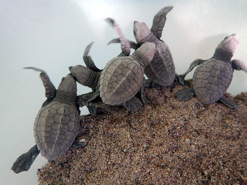 Baby turtles born on Los Muertos Beach in Puerto Vallarta on Mexico's Pacific coast