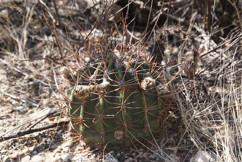 argentinien cacti cactus chilecito echinopsis fnrrb3325 guandacol ka3230s kakteen kaktus larioja leucantha rb3325 standort