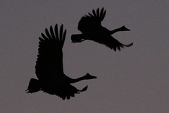 Magpie Geese, Marlgu Billabong, Parrys Lagoon at sunset CR8B7468