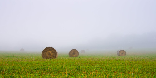 morning green field fog hay bales bale