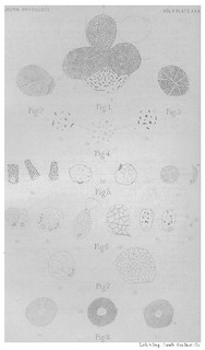 Plate XXX, Journal of Physiology 10 (6) (1889). Figs. 1-8 from J.N. Langley, 'On the Histology of the Mucous Salivary Glands, and on the Behaviour of their Mucous Constituents'.