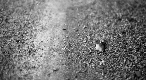 chile street blackandwhite blancoynegro film 35mm mexico minolta streetphotography filmcamera minoltax370 filmphotography monocromatico filmisnotdead filmfeed filmcomunity
