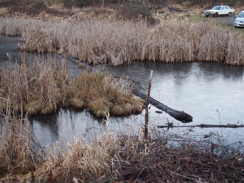 Partially Frozen Pond Near Duvall