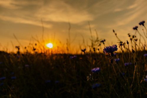 sunset vacation holiday silhouette canon evening abend sonnenuntergang urlaub poppy 1855 cornflower usedom kornblume vorpommern mecklenburgvorpommern mohn klatschmohn mohnblume 70d