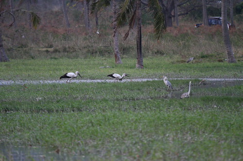 全球僅存2000隻的東方白鸛去年底在知本濕地的優游現身，可惜濕地被破壞後，旋即飛走。​照片提供：台東縣野鳥學會。​​