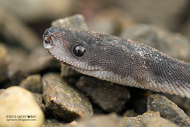 Dragon snake (Xenodermus javanicus) - DSC_4489