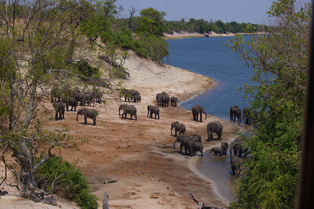 Elephants at the river