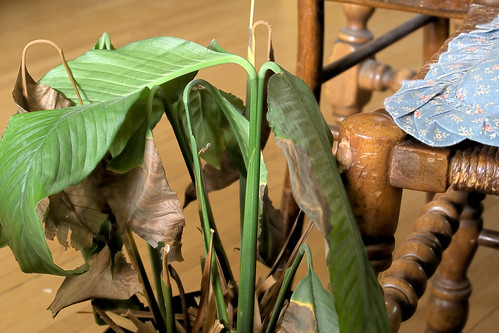 wood plant leaves minnesota table wooden leaf chair peace lily floor may 2006 morris ourhouse dying cushion