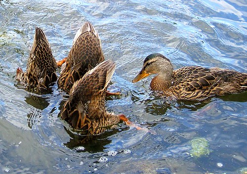 pond backyard ducks animalplanet kentwa featheryfriday saywa experiencewa animaladdiction shesnuckinfuts baabshots