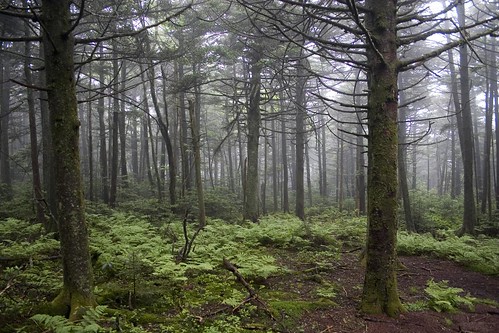 trees fog forest moss woods north northcarolina trail carolina roanmountain onearthnrdc