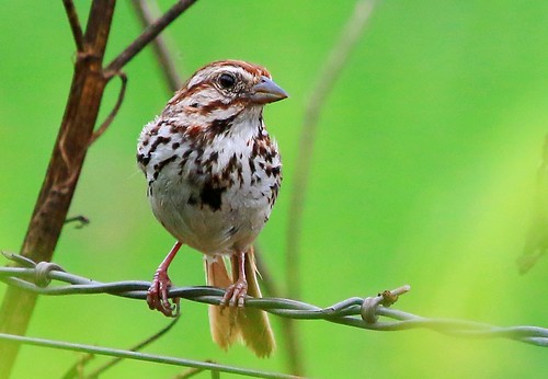 county creek song reis iowa canoe larry sparrow wma winneshiek