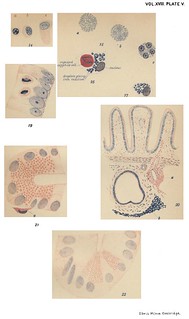 Plate V, Journal of Physiology 18 (5-6) (1895). Figs. 1-22 from W.B. Hardy and F.F. Wesbrook, 'The Wandering Cells of the Alimentary Canal'.