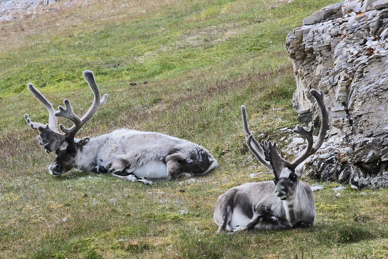 Arctic Reindeer, Alkhornet, Svalbad, Arctic