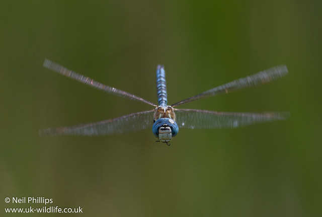 Southern migrant hawker Aeshna affinis-2