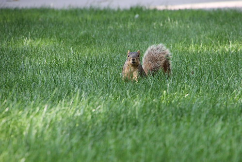 summer animal campus squirrels eating michigan annarbor peanut universityofmichigan umsquirrels07062015 julyumsquirrel