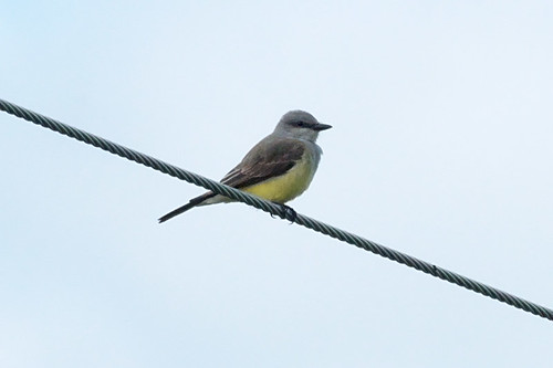 canada bc adult newlands westernkingbird tyrannusverticalis