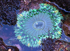 sea anemone