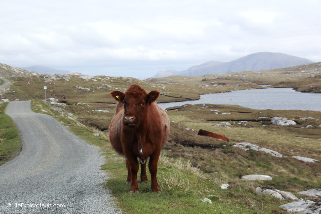 Cow on the road to Hushinish beach