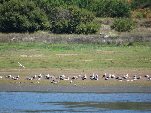 Aves en la laguna de As Xarfas
