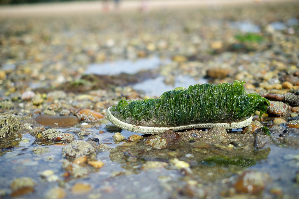 Shoe covered in seaweed