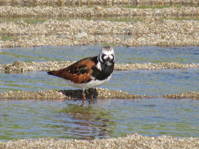Ruddy Turnstone at the El Paso Sewage Treatment Center in Woodford County, IL 50