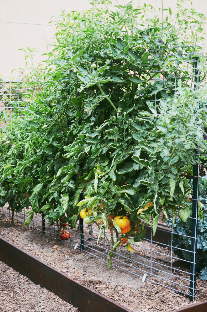 tomatoes 2015