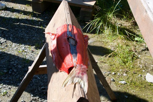 fish alaska haines salmon tlingit drying klukwan