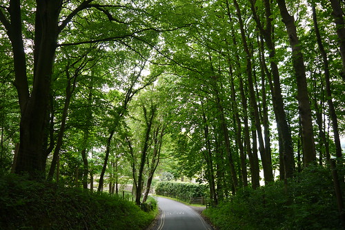 road summer green june fence countryside woods slow quote lancashire explore canopy hedgerow ribblevalley dinckley