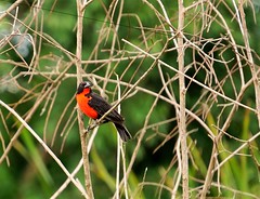 Red-breasted Meadowlark [Sturnella militaris]