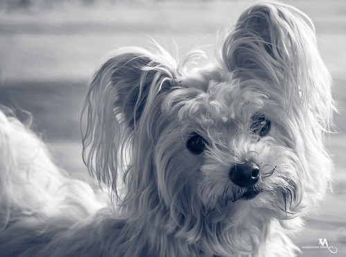 creativince dog fur hairy puppy thrissur white maltese